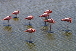 A flock of flamingos resting in a lagoon