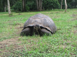 A wild giant tortoise 